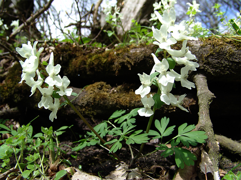 Image of Corydalis malkensis specimen.