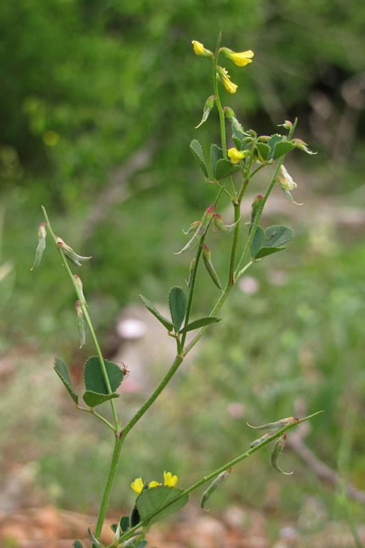 Image of Trigonella strangulata specimen.