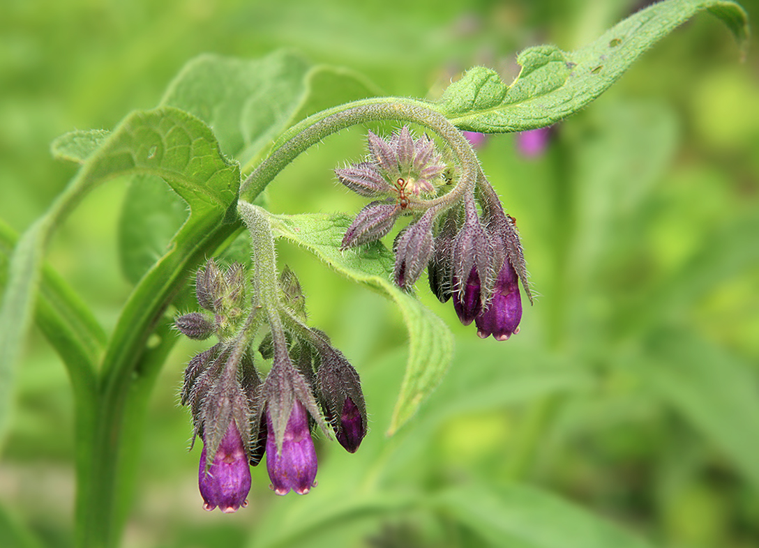 Изображение особи Symphytum officinale.