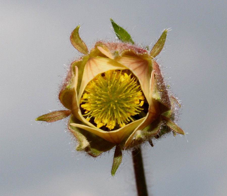 Image of Geum rivale specimen.