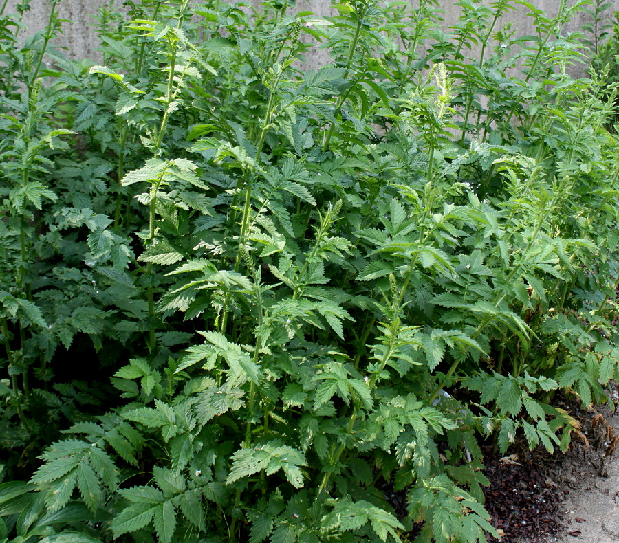 Image of Agrimonia eupatoria specimen.