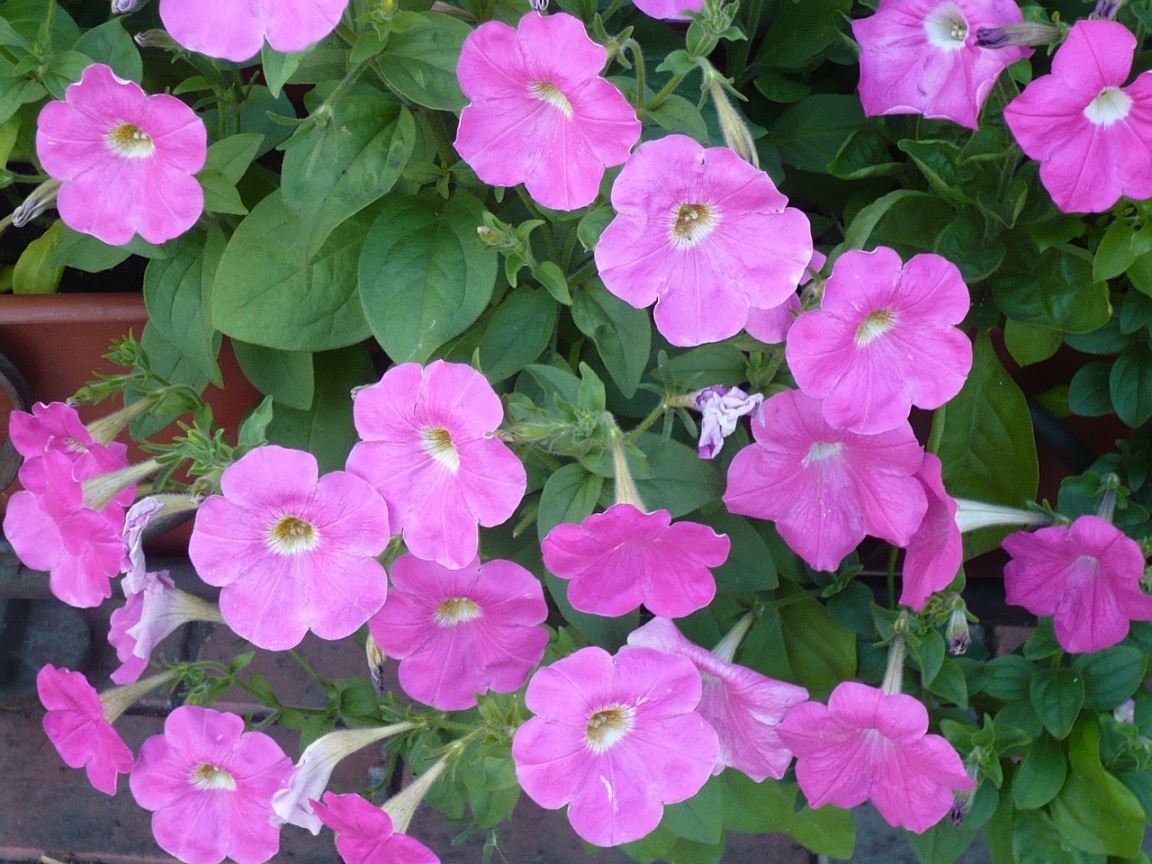 Image of Petunia &times; atkinsiana specimen.