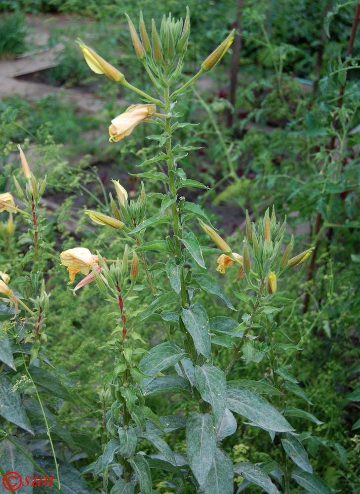 Image of Oenothera glazioviana specimen.