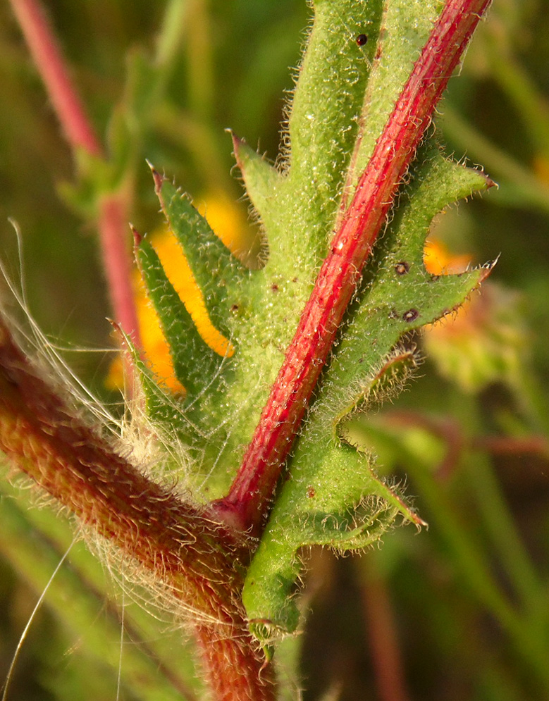 Image of Crepis rhoeadifolia specimen.