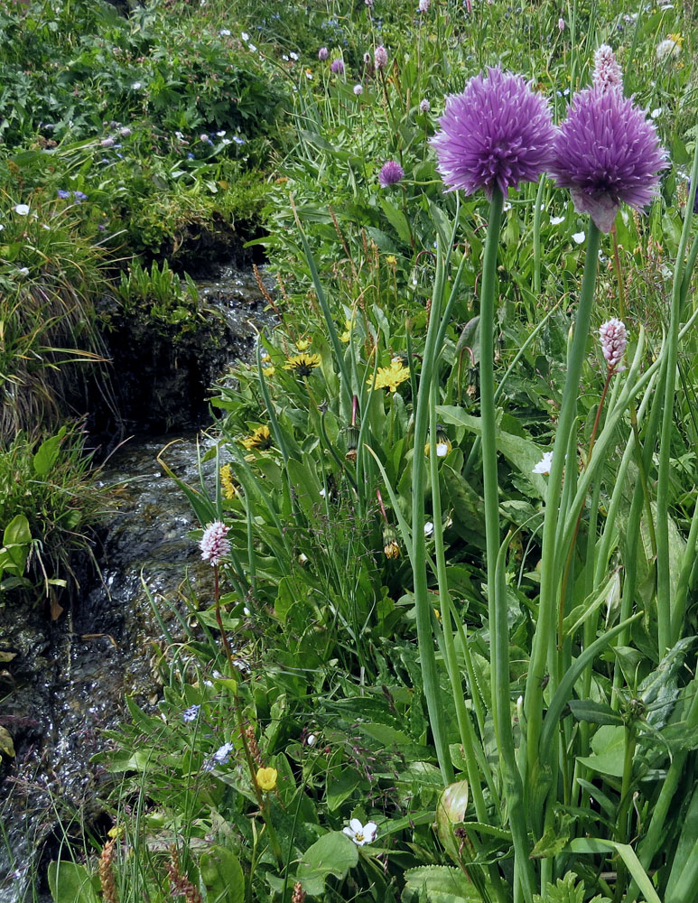 Image of Allium schoenoprasum specimen.