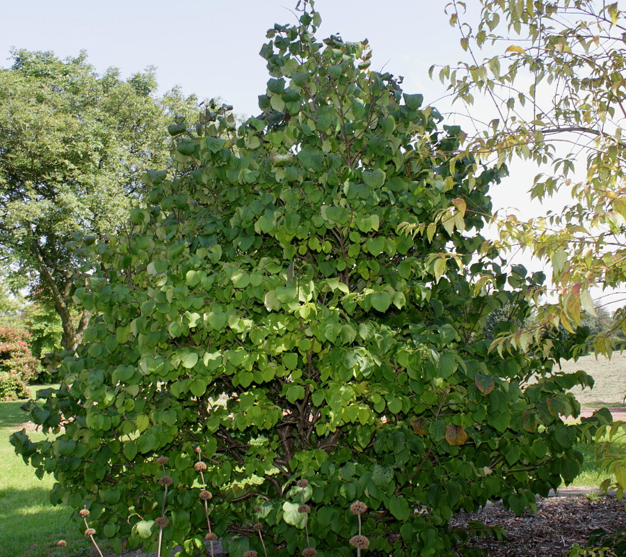 Изображение особи Syringa reticulata.