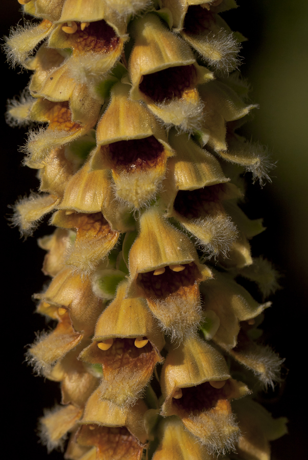 Image of Digitalis schischkinii specimen.