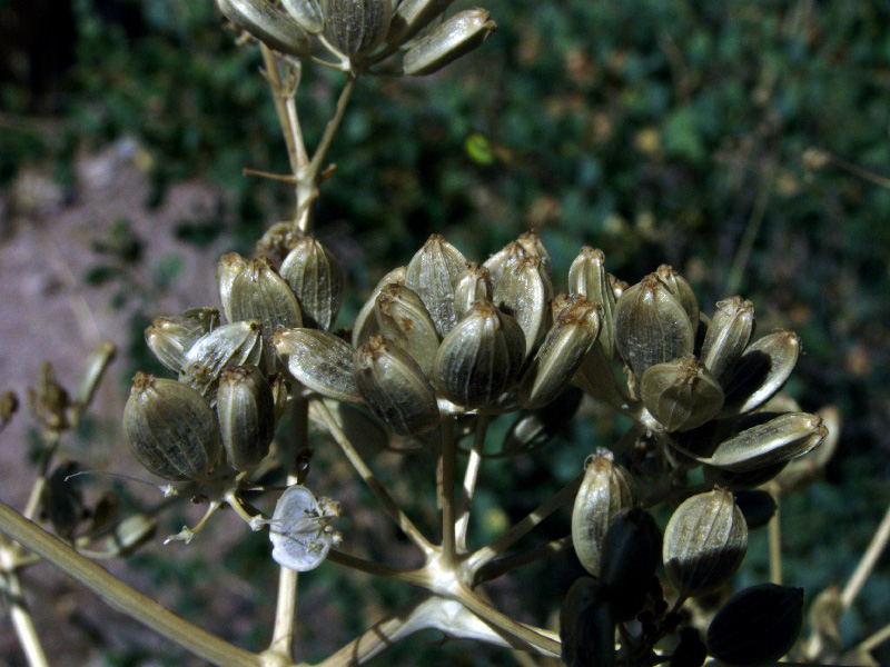 Image of Ferula samarkandica specimen.