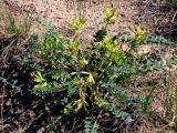 Astragalus altaicola