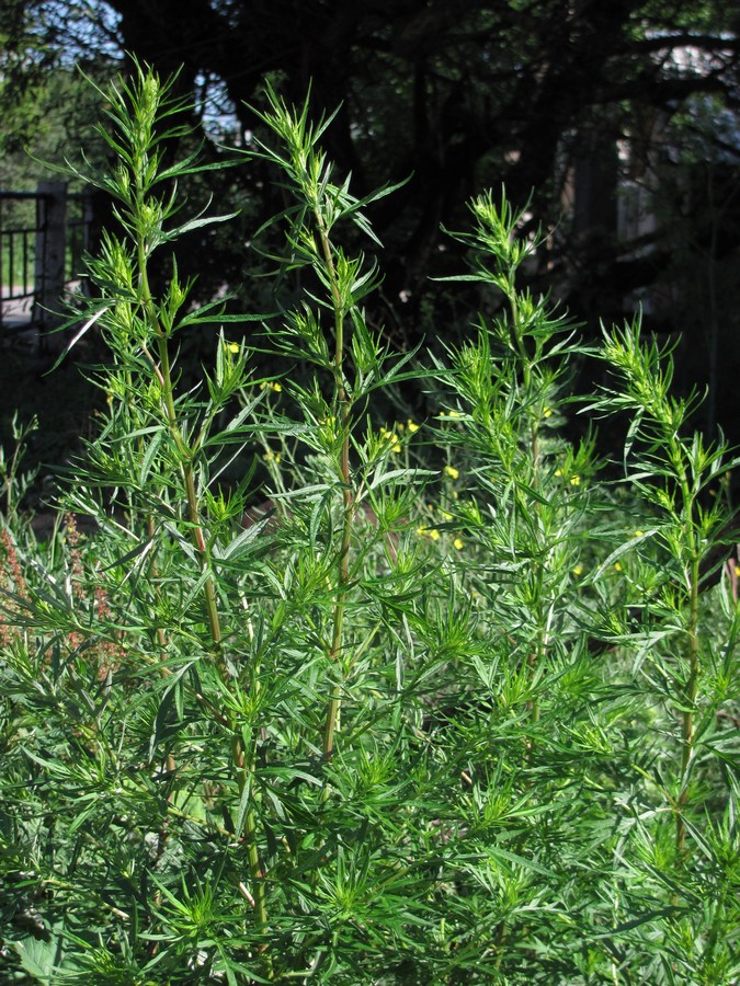 Image of Artemisia vulgaris specimen.