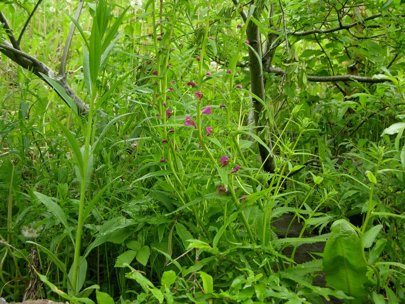 Image of Pedicularis resupinata specimen.