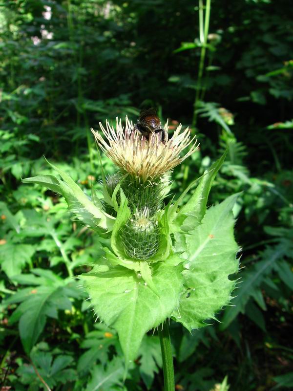 Image of Cirsium oleraceum specimen.