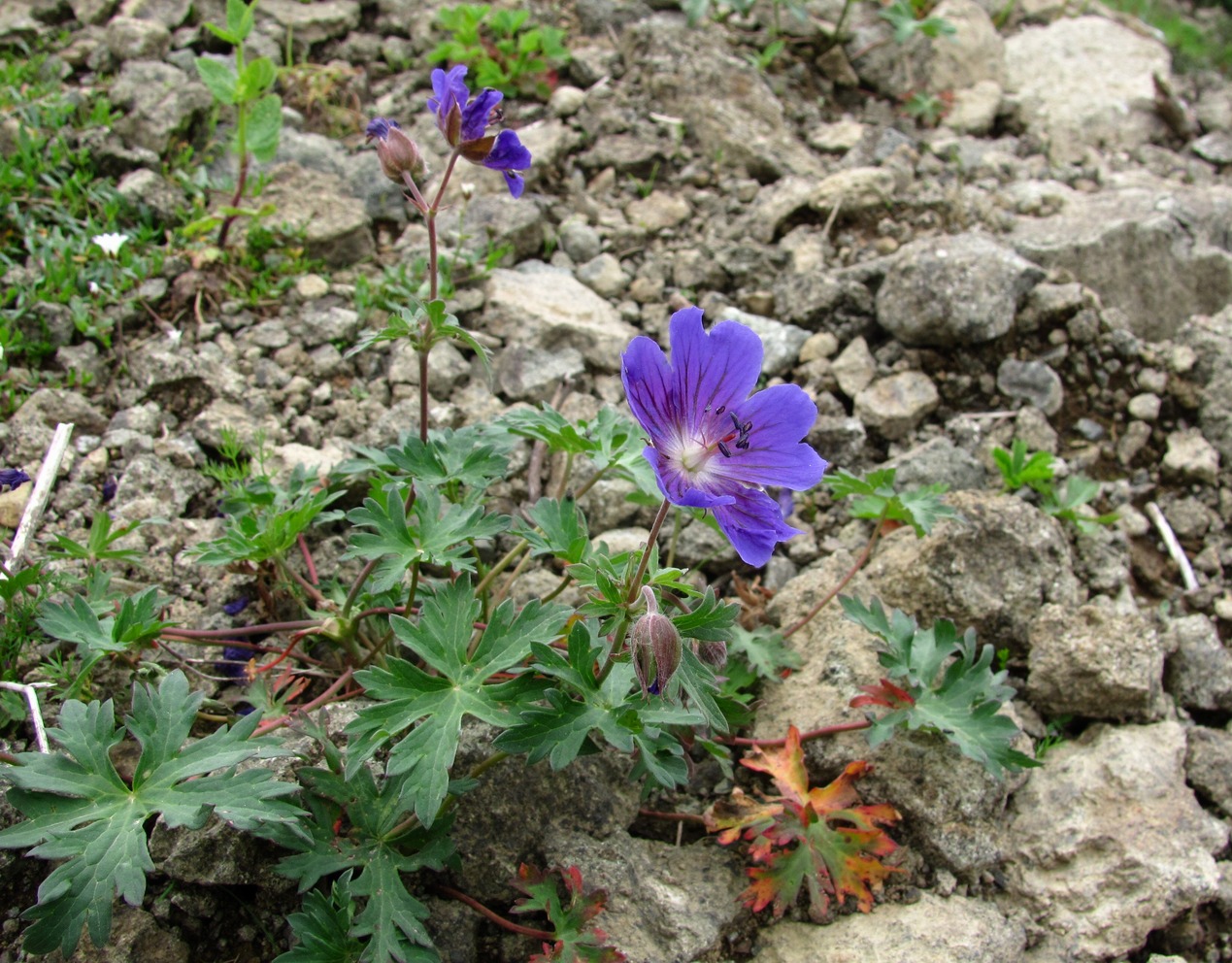 Image of Geranium gymnocaulon specimen.