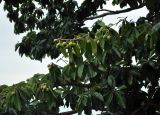 Diploknema butyracea. Верхушки ветвей с плодами. Таиланд, остров Пханган. 22.06.2013.