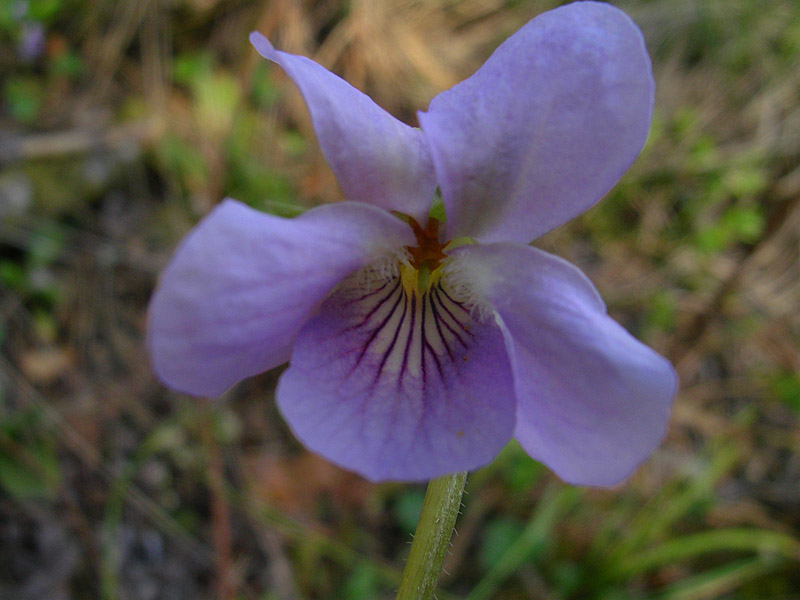 Изображение особи Viola mirabilis.