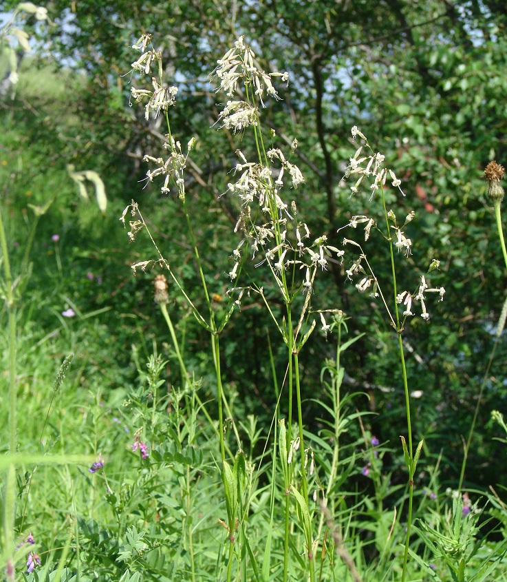 Изображение особи Silene nutans.