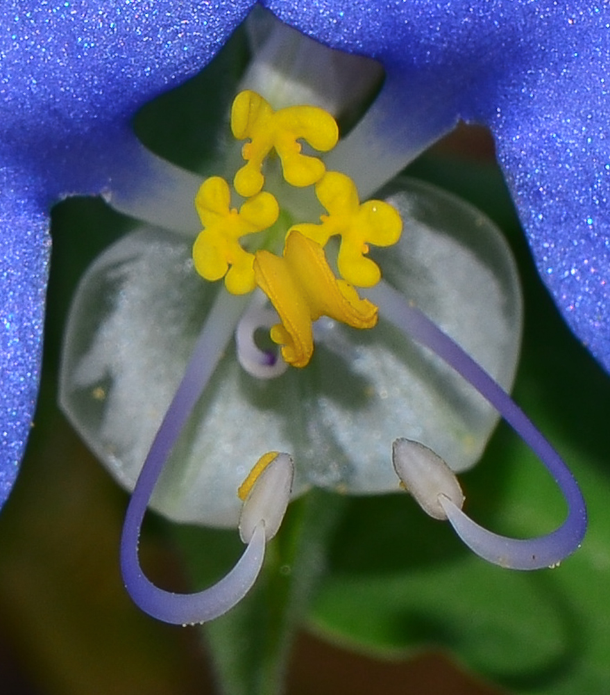 Image of Commelina erecta specimen.