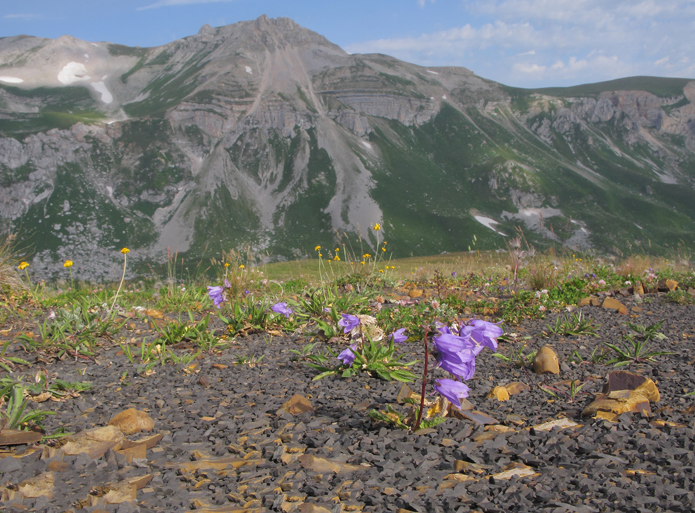 Image of Campanula albovii specimen.