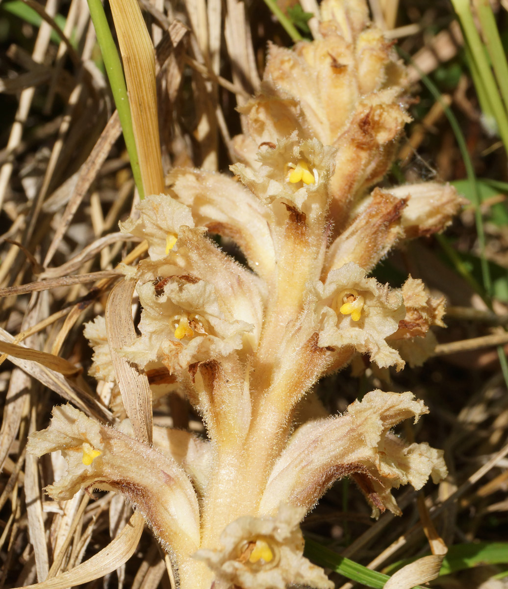 Изображение особи Orobanche centaurina.