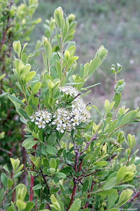 Image of Spiraea hypericifolia specimen.