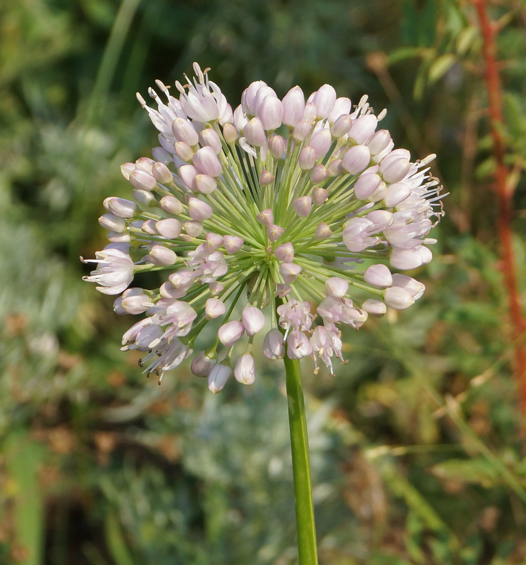 Image of Allium nutans specimen.