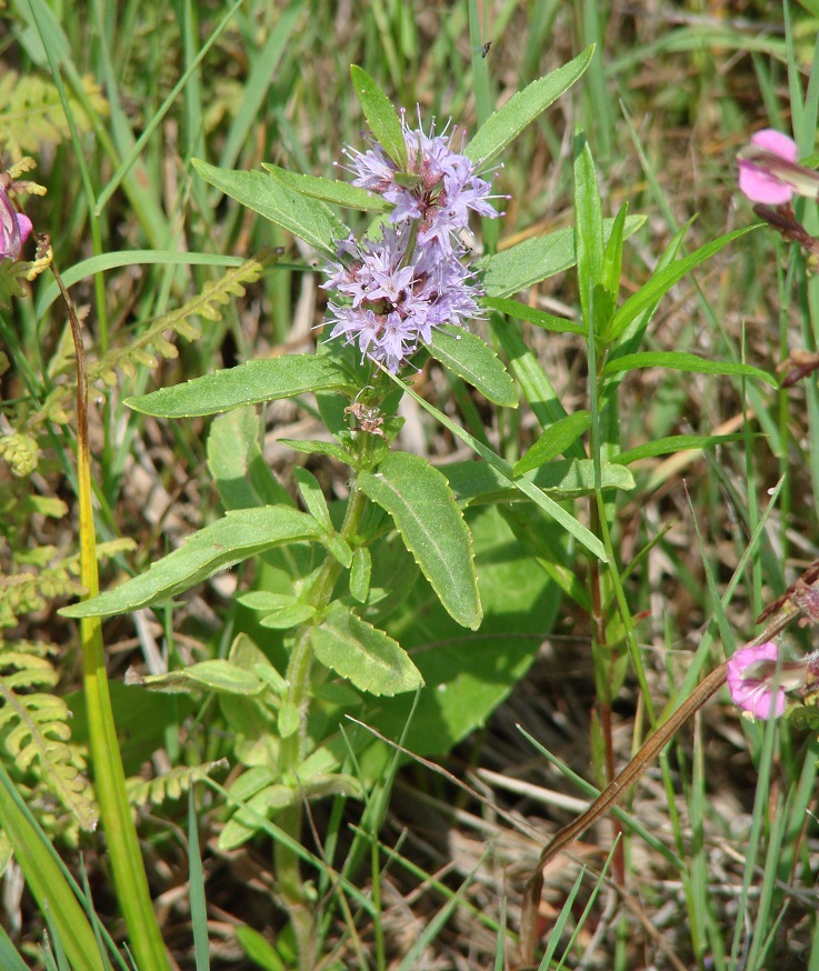 Изображение особи Mentha canadensis.