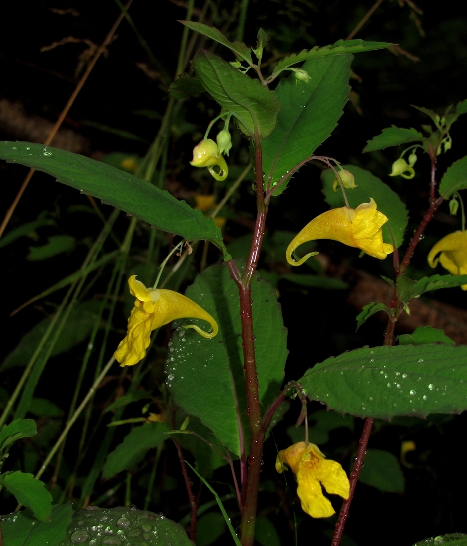 Image of Impatiens noli-tangere specimen.