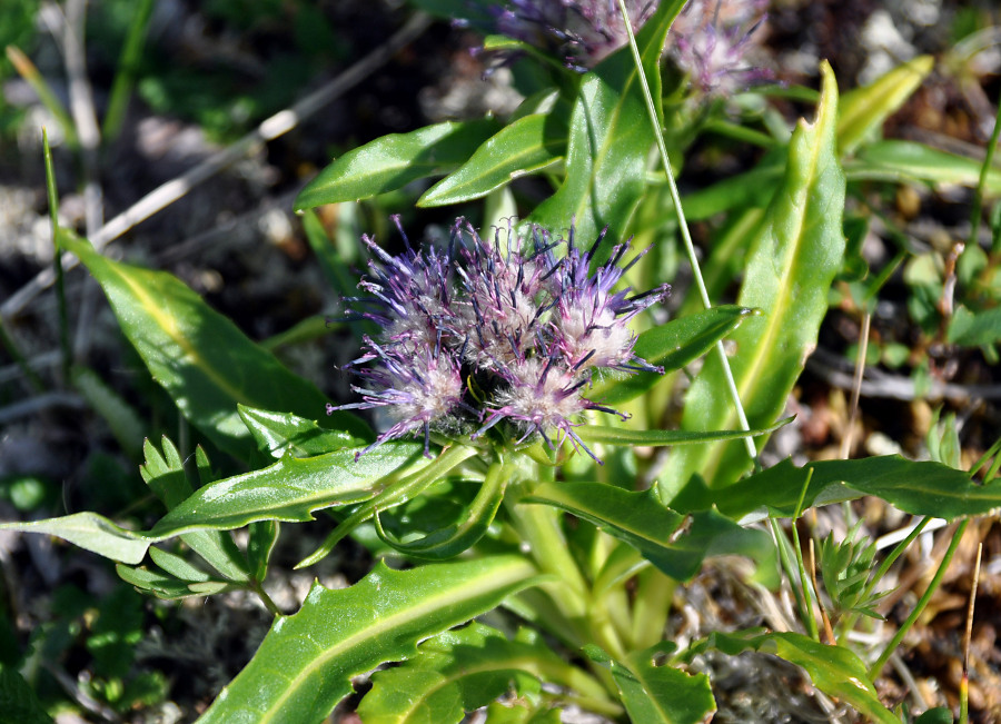 Image of Saussurea subacaulis specimen.