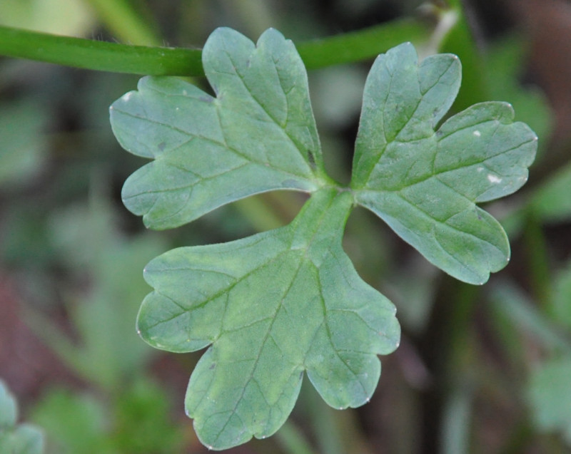 Image of genus Ranunculus specimen.