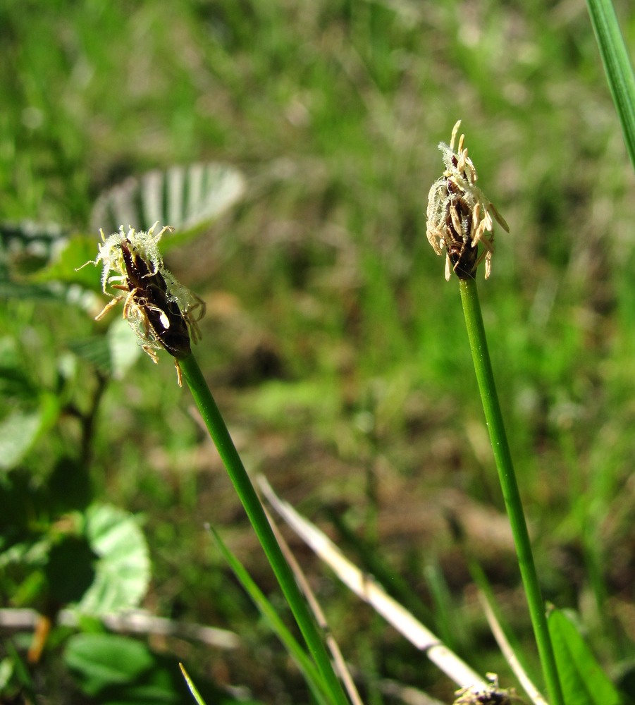 Image of Eleocharis uniglumis specimen.