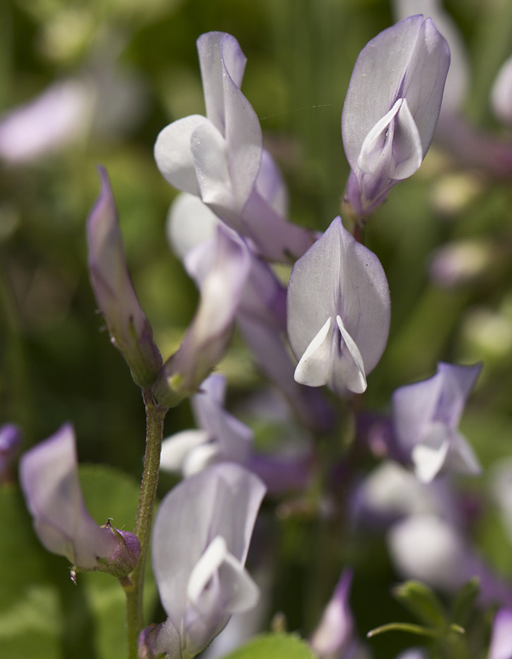 Image of Vicia cretica ssp. aegaea specimen.