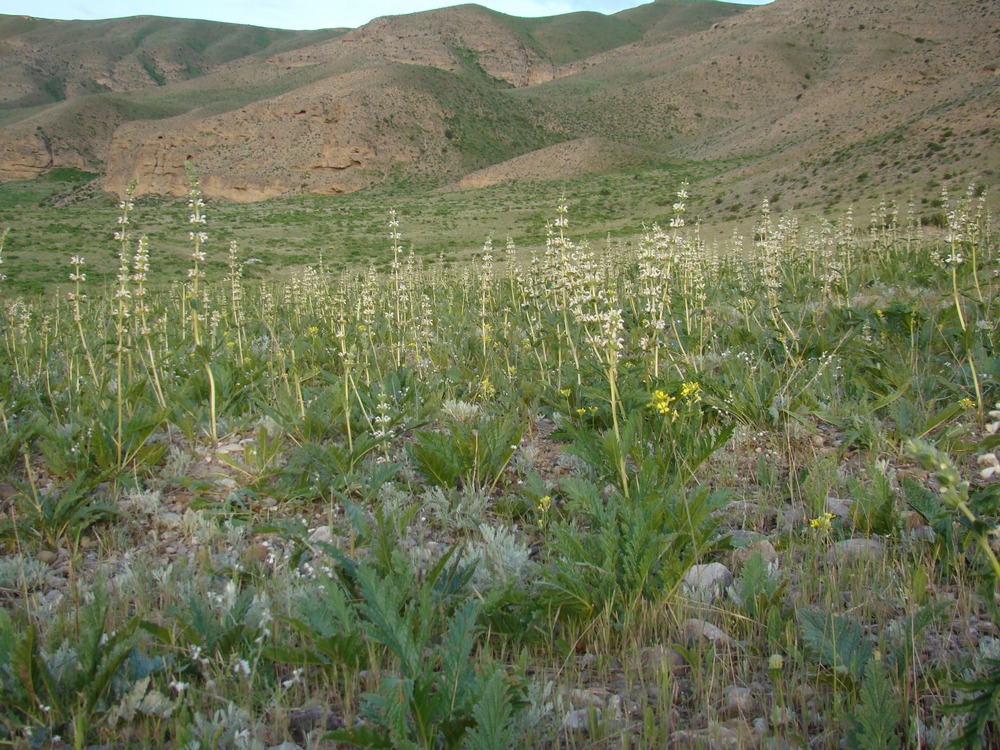 Изображение особи Phlomoides milkoi.