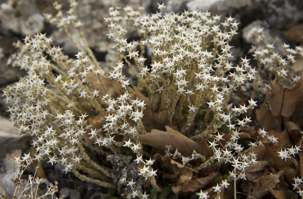 Изображение особи Sedum acre.