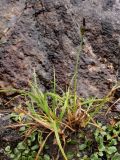 Carex bigelowii. Плодоносящее растение. Северный склон Лисьей сопки в окрестностях Мурманска, конец августа 2008 г.