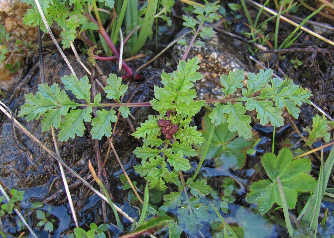 Изображение особи род Scrophularia.