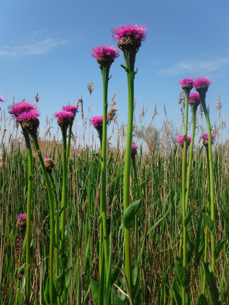 Изображение особи Stemmacantha serratuloides.