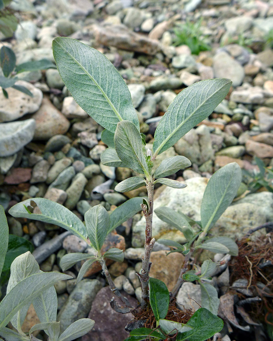 Image of Salix alaxensis specimen.