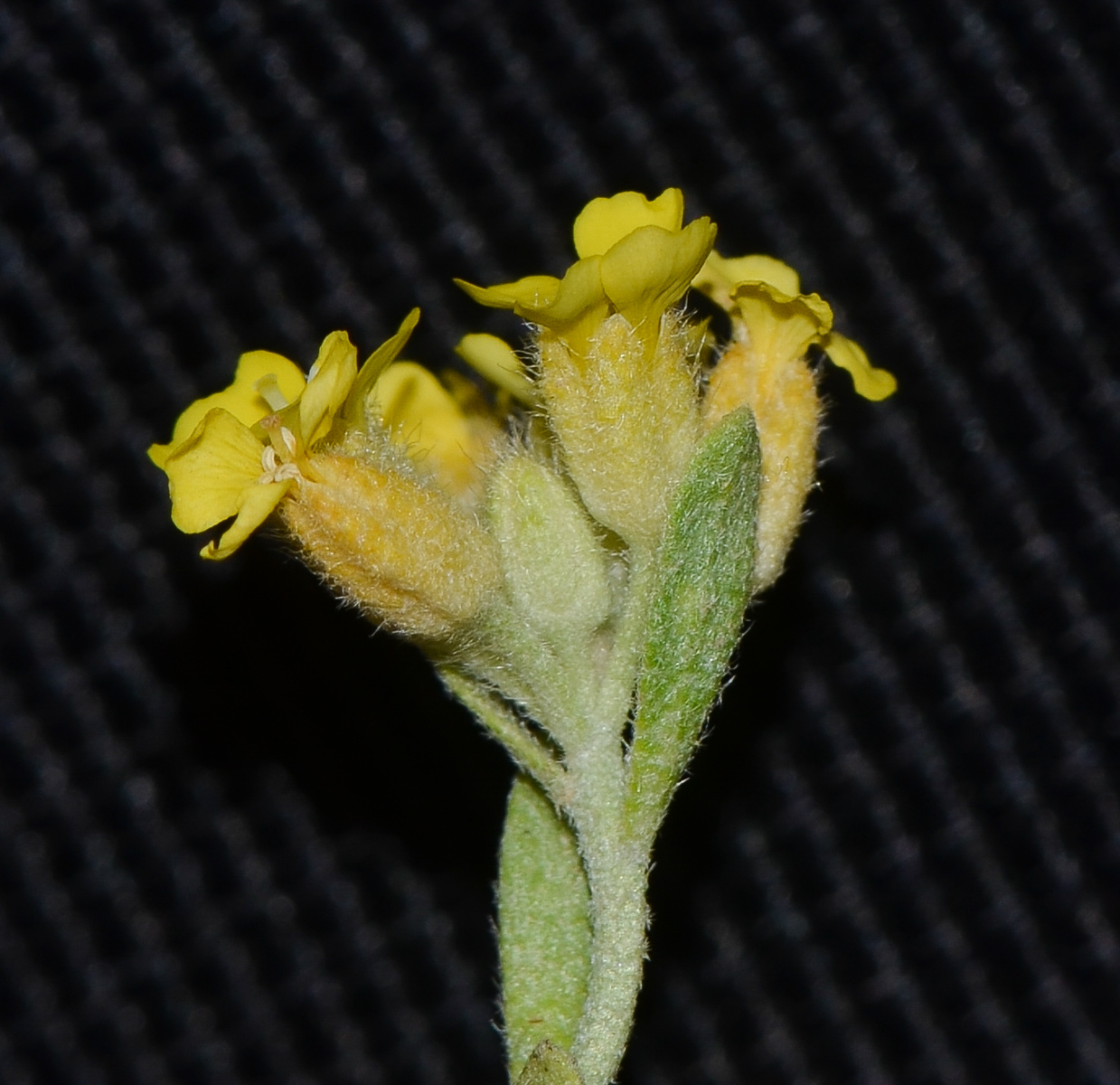 Image of Alyssum baumgartnerianum specimen.