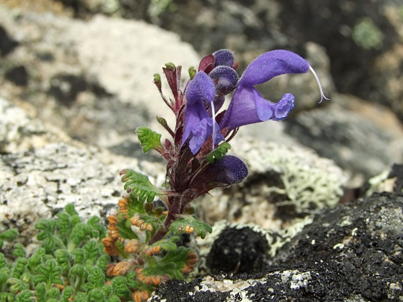 Image of Dracocephalum palmatum specimen.