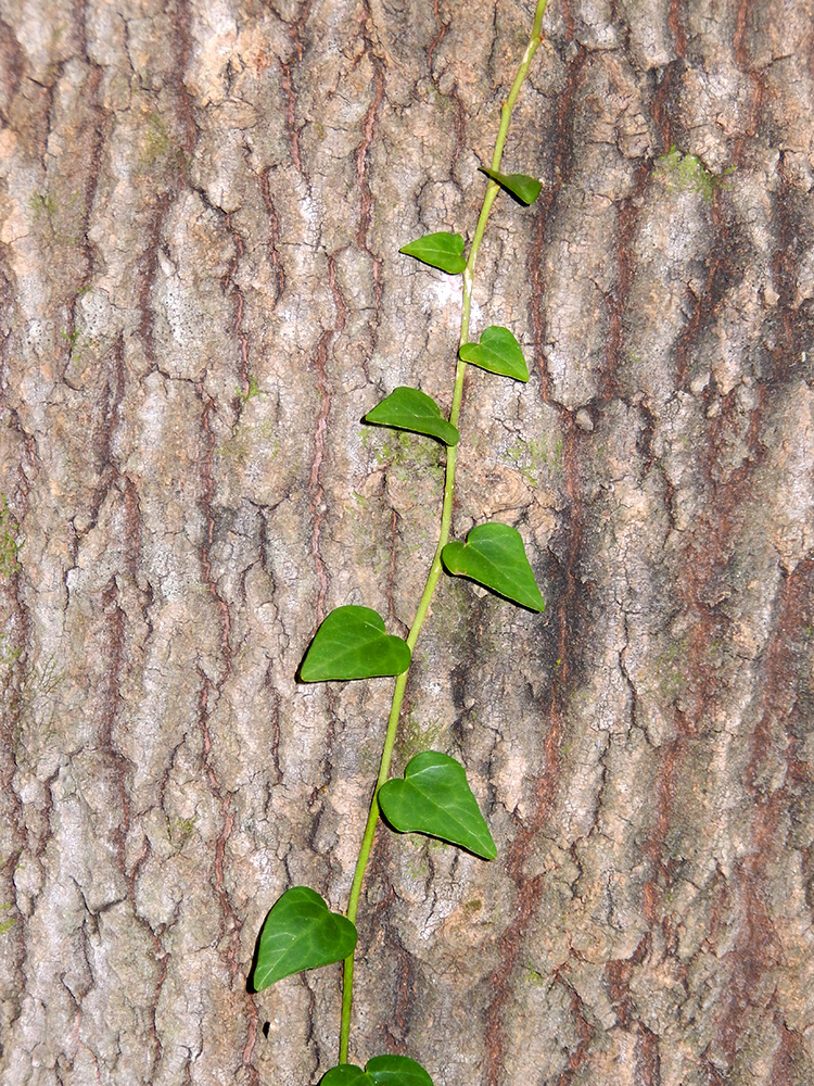 Image of Hedera colchica specimen.