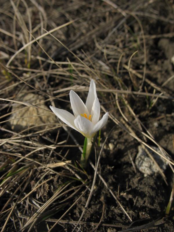 Image of Crocus reticulatus specimen.