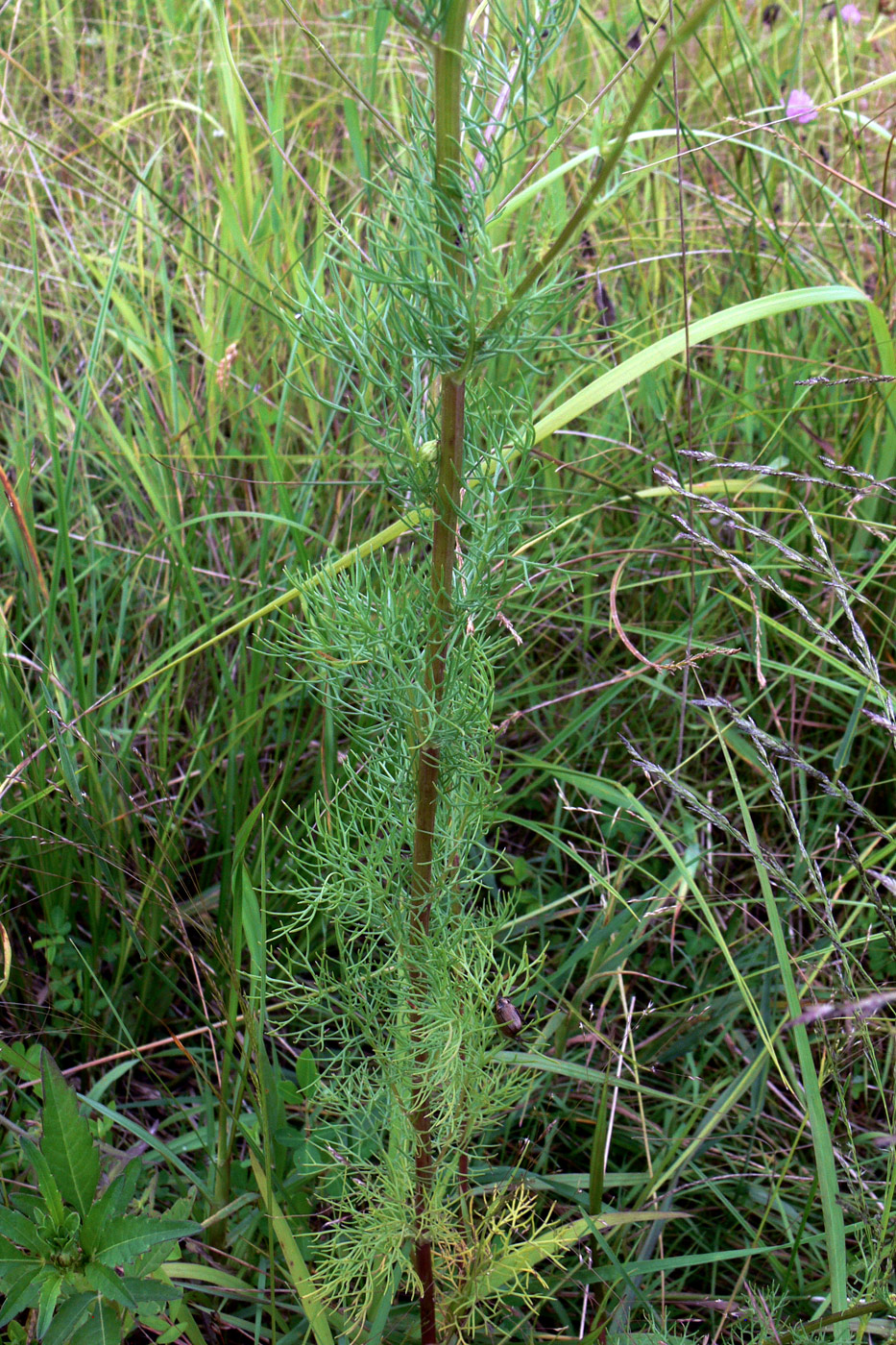 Изображение особи Tripleurospermum inodorum.