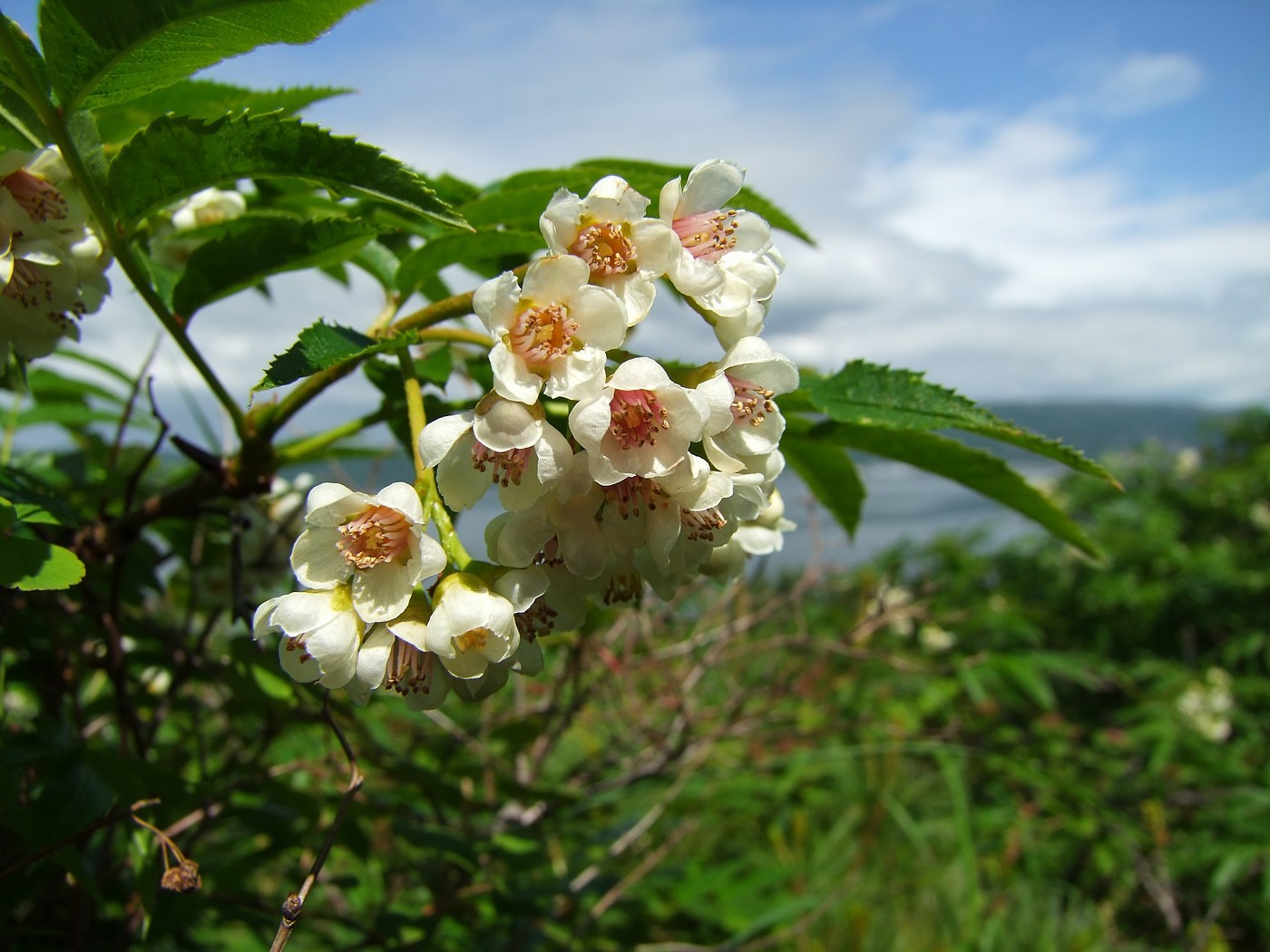 Image of Sorbus sambucifolia specimen.