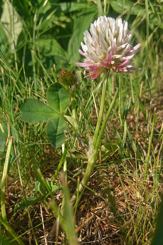 Изображение особи Trifolium ambiguum.