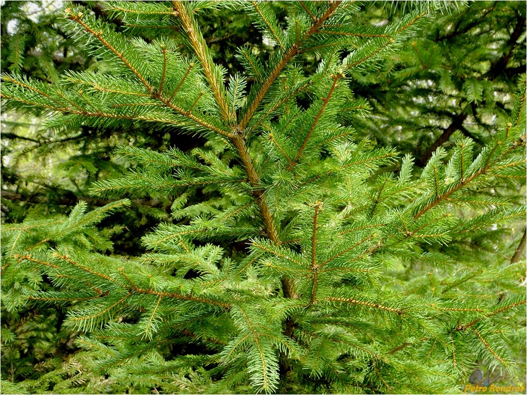 Image of Picea abies specimen.