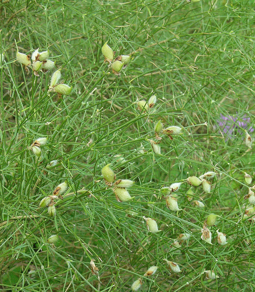 Image of Genista radiata specimen.