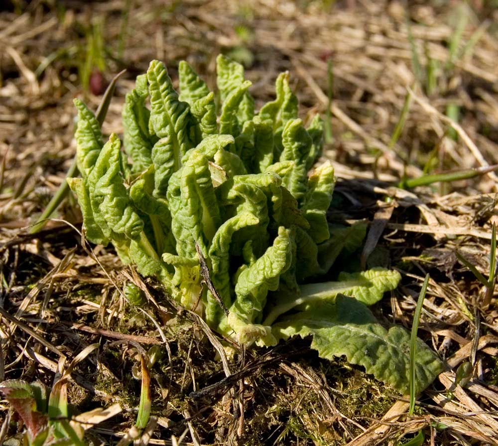 Image of Primula macrocalyx specimen.