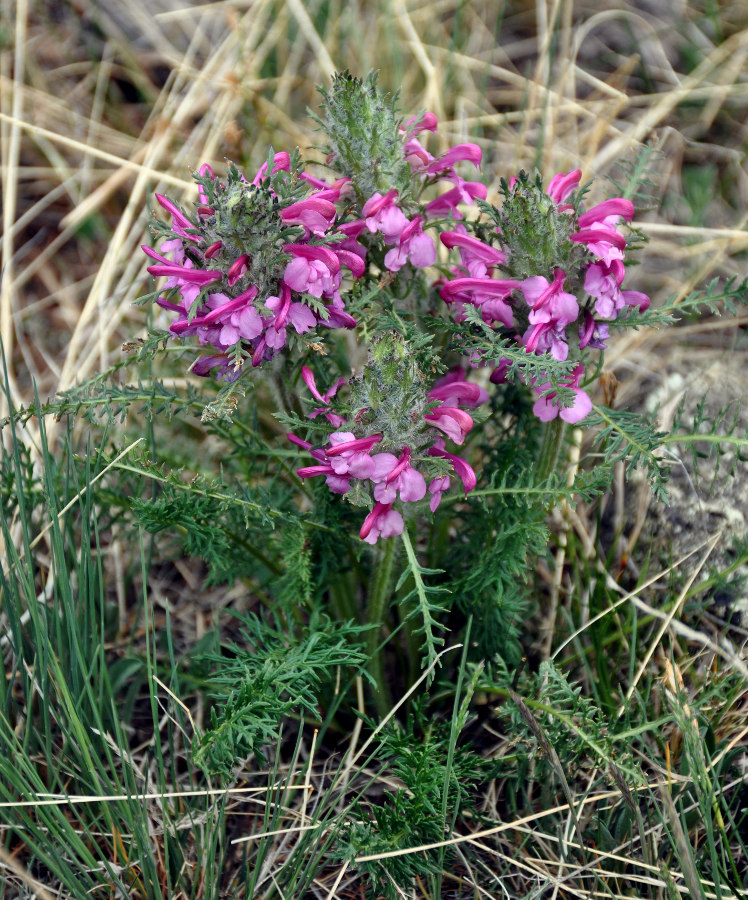 Изображение особи Pedicularis rubens.