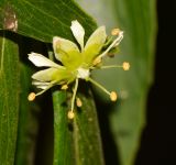 Quillaja brasiliensis. Цветок. Израиль, Шарон, пос. Кфар Монаш, ботанический сад \"Хават Ганой\", в культуре. 09.07.2017.