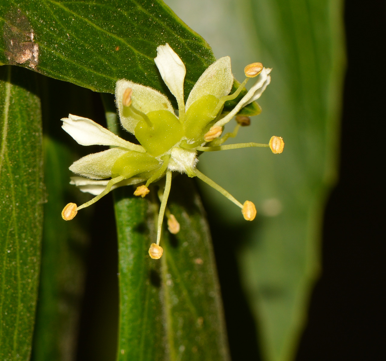 Изображение особи Quillaja brasiliensis.